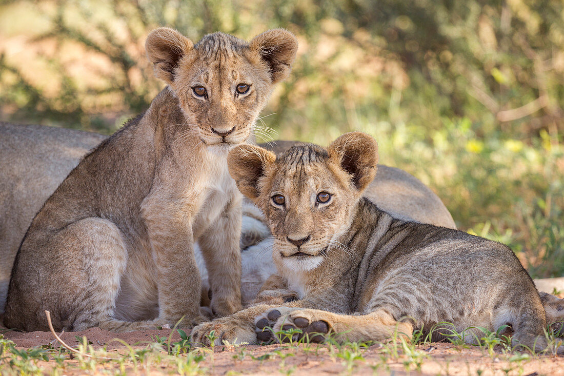Lion cubs (Panthera leo), Kgalagadi Transfrontier Park, Northern Cape, South Africa, Africa