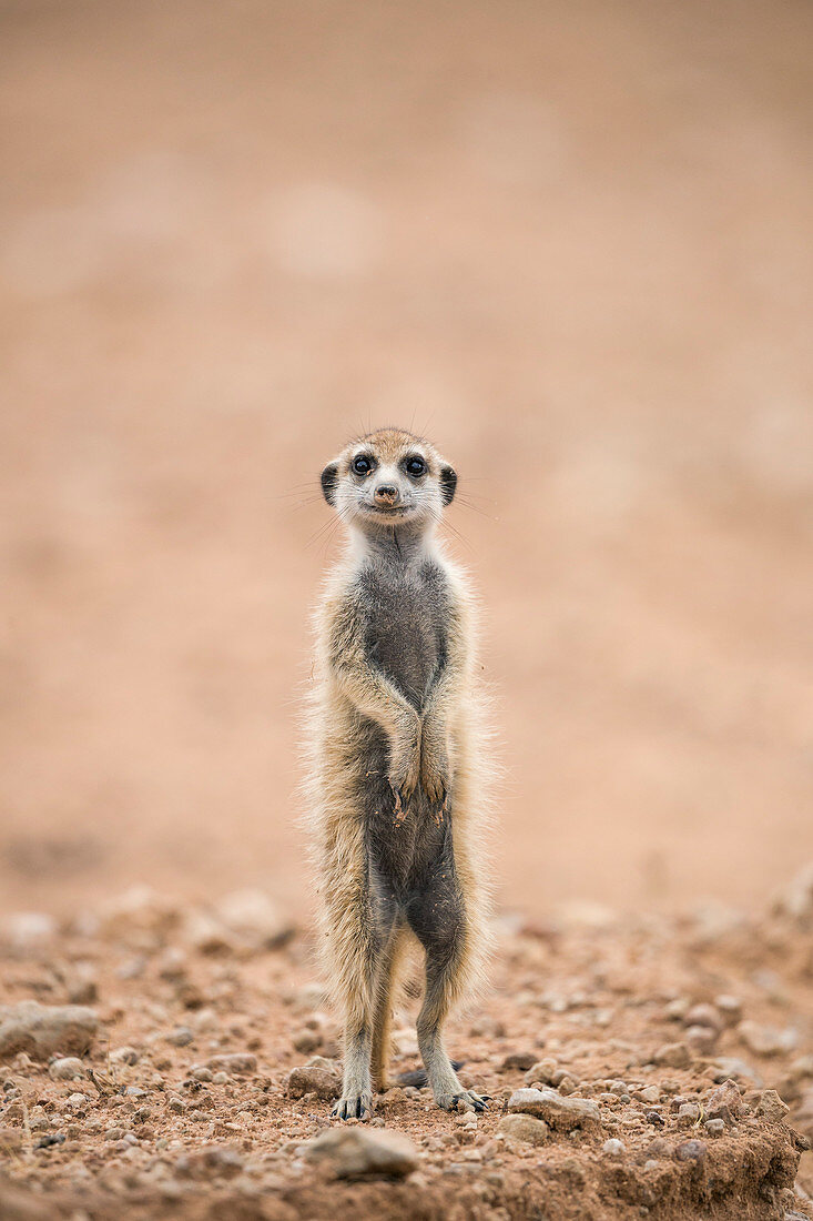 Junges Erdmännchen (Suricata suricatta) im Bau, Kgalagadi Transfrontier Park, Nordkap, Südafrika, Afrika