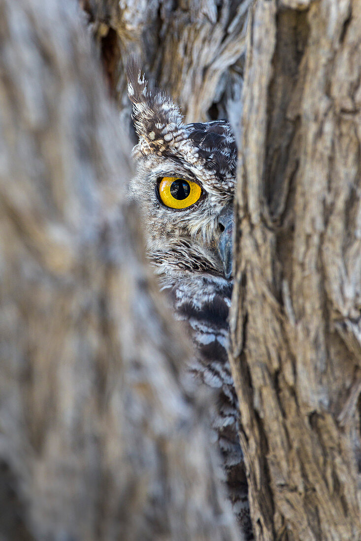 Fleckenuhu (Bubo africanus), Kgalagadi Transfrontier Park, Nordkap, Südafrika, Afrika