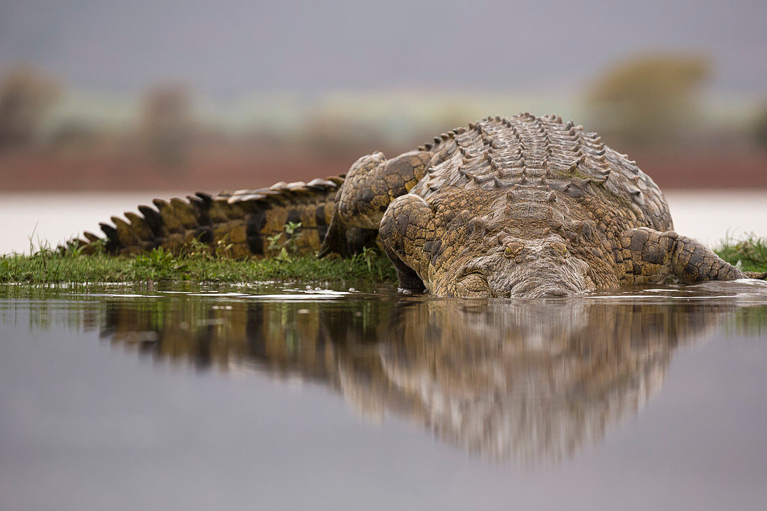 Nilkrokodil (Crocodylus niloticus), privates Wildreservat Zimanga, KwaZulu-Natal, Südafrika, Afrika