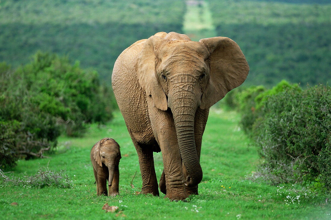 Mother and calf, African elephant (Loxodonta africana), Addo National Park, South Africa, Africa