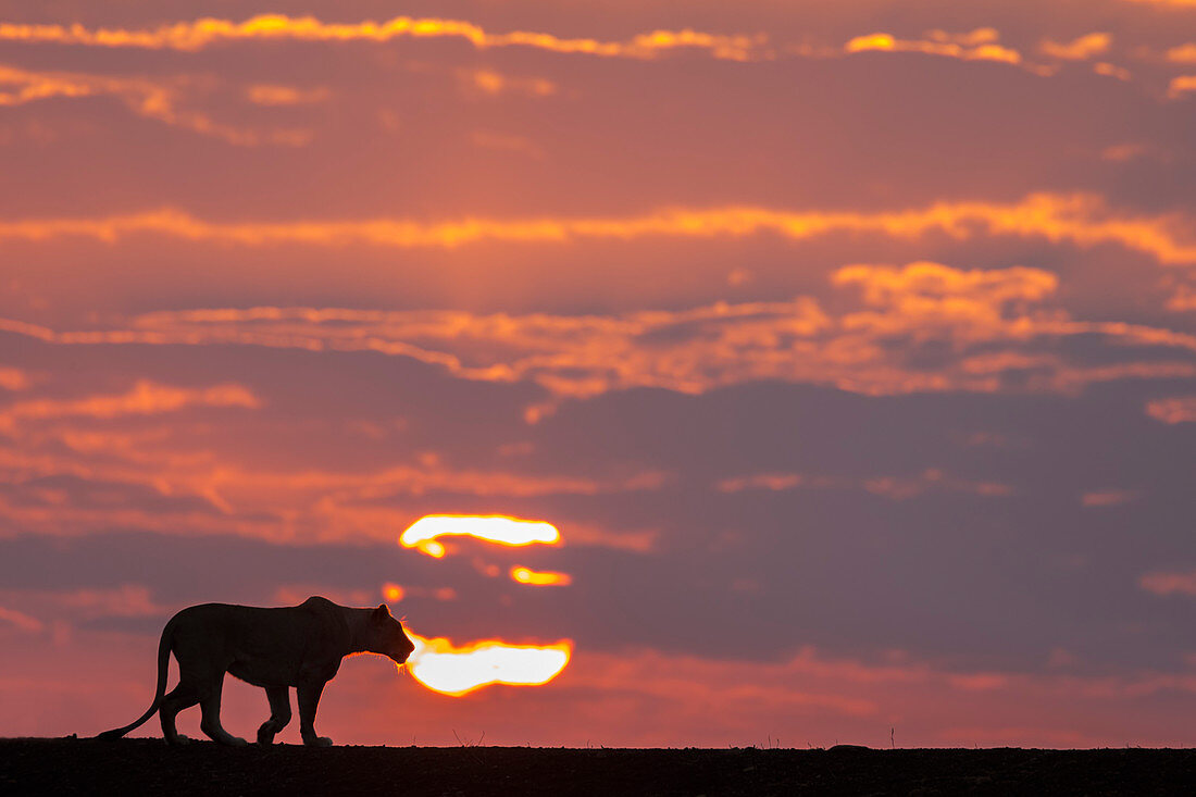 Löwin (Panthera Leo) im Morgengrauen, privates Wildreservat Zimanga, KwaZulu-Natal, Südafrika, Afrika