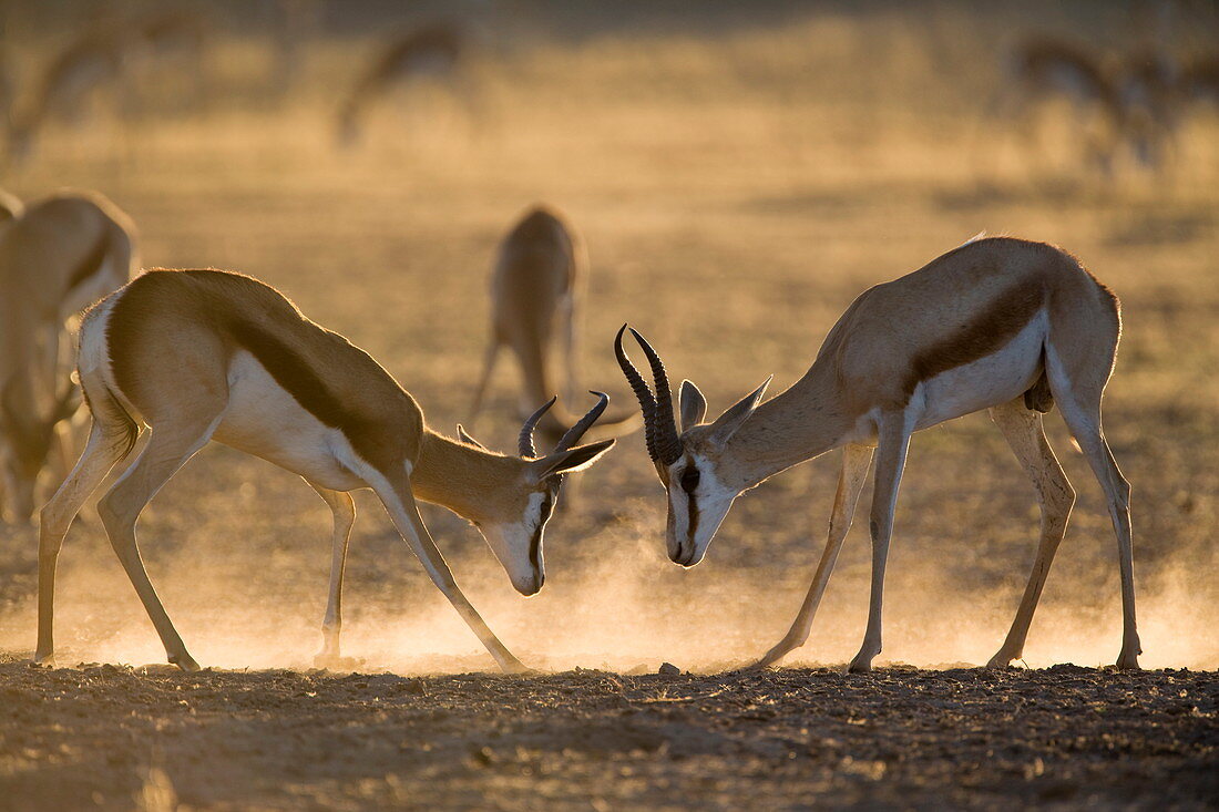 Kämpfende Springböcke (Antidorcas marsupialis), Kgalagadi Transfrontier Park, Südafrika, Afrika