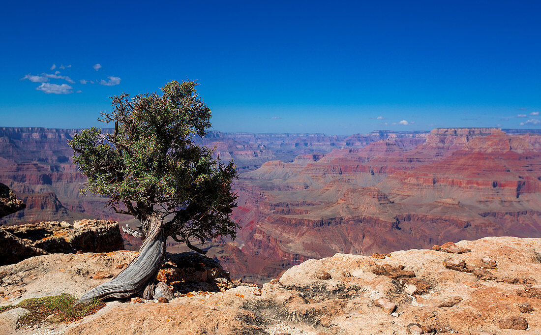 Baum und Schluchten des Grand Canyon am South Rim bei Sonne mit blauem Himmel, Arizona, USA