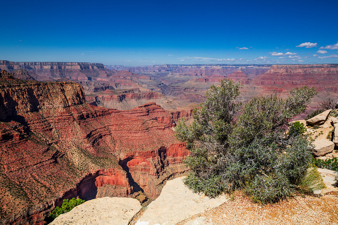 Busch und Schluchten des Grand Canyon am South Rim bei Sonne mit blauem Himmel, Arizona, USA