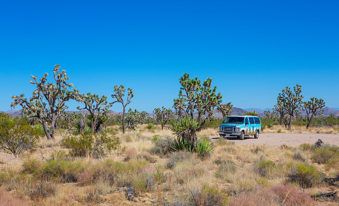Trees and van in Joshua Tree National Park with a blue sky