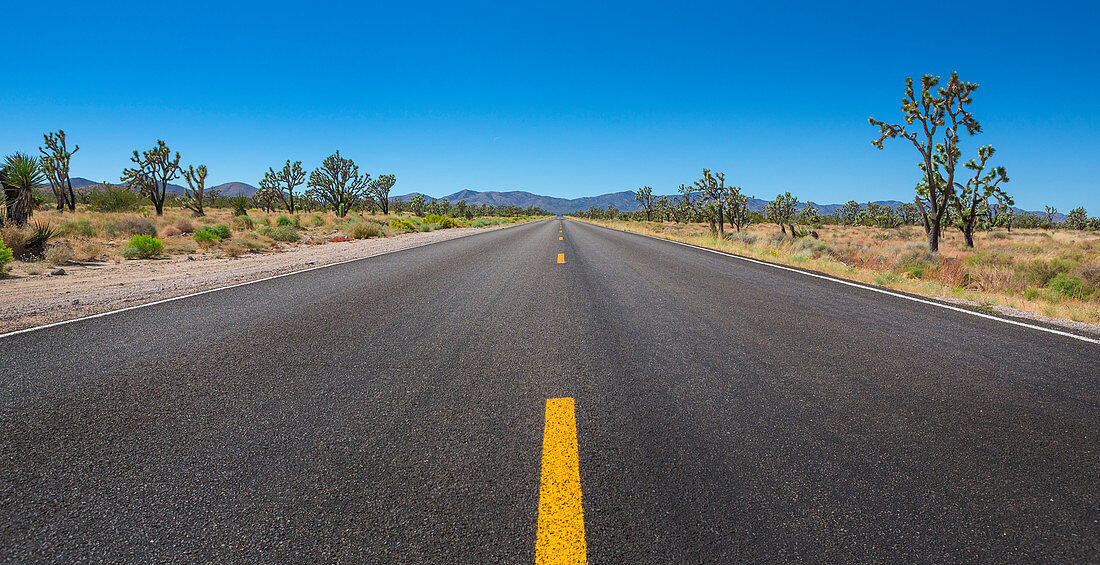 Road in Joshua Tree National Park