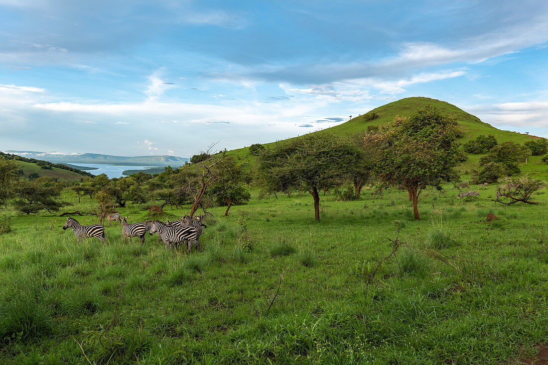Zebras auf Grasland mit Berg und See dahinter, Akagera-Nationalpark, Ostprovinz, Ruanda, Afrika