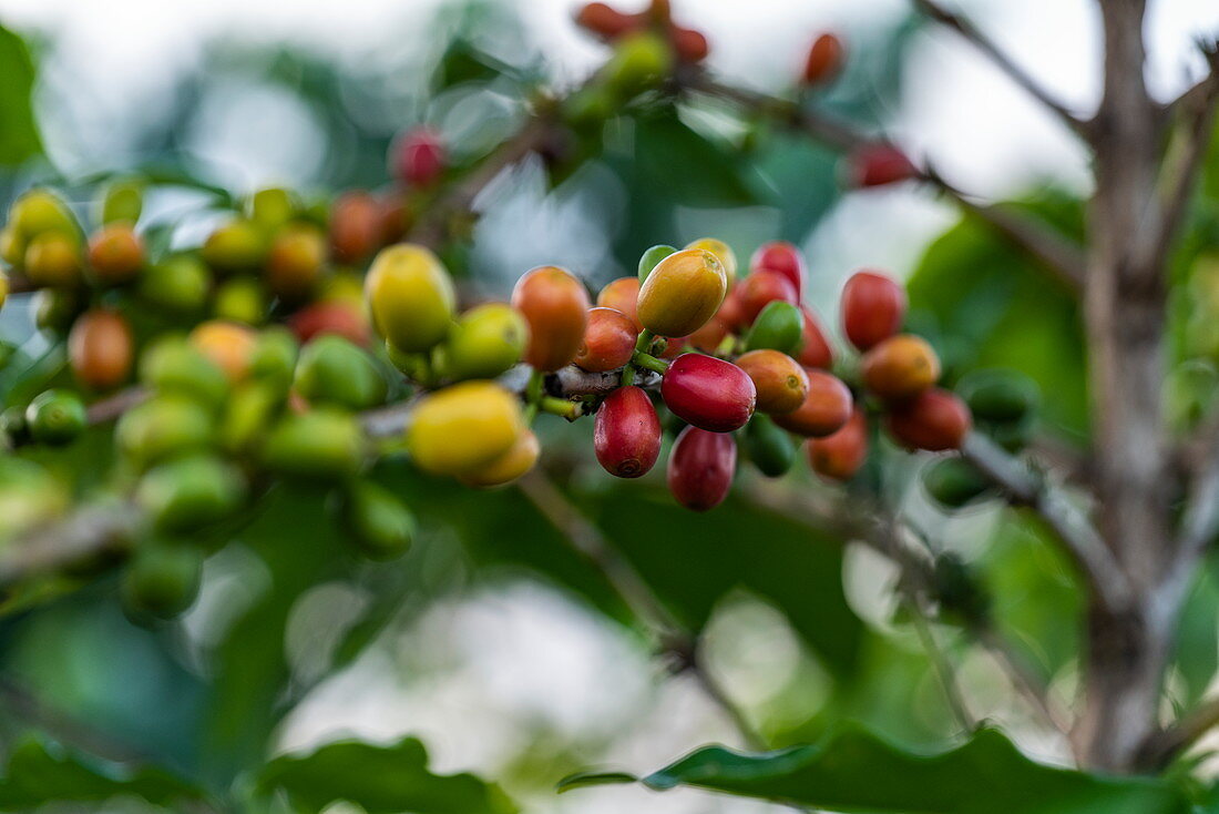 Coffee beans on plant at coffee plantation, Kinunu, Western Province, Rwanda, Africa
