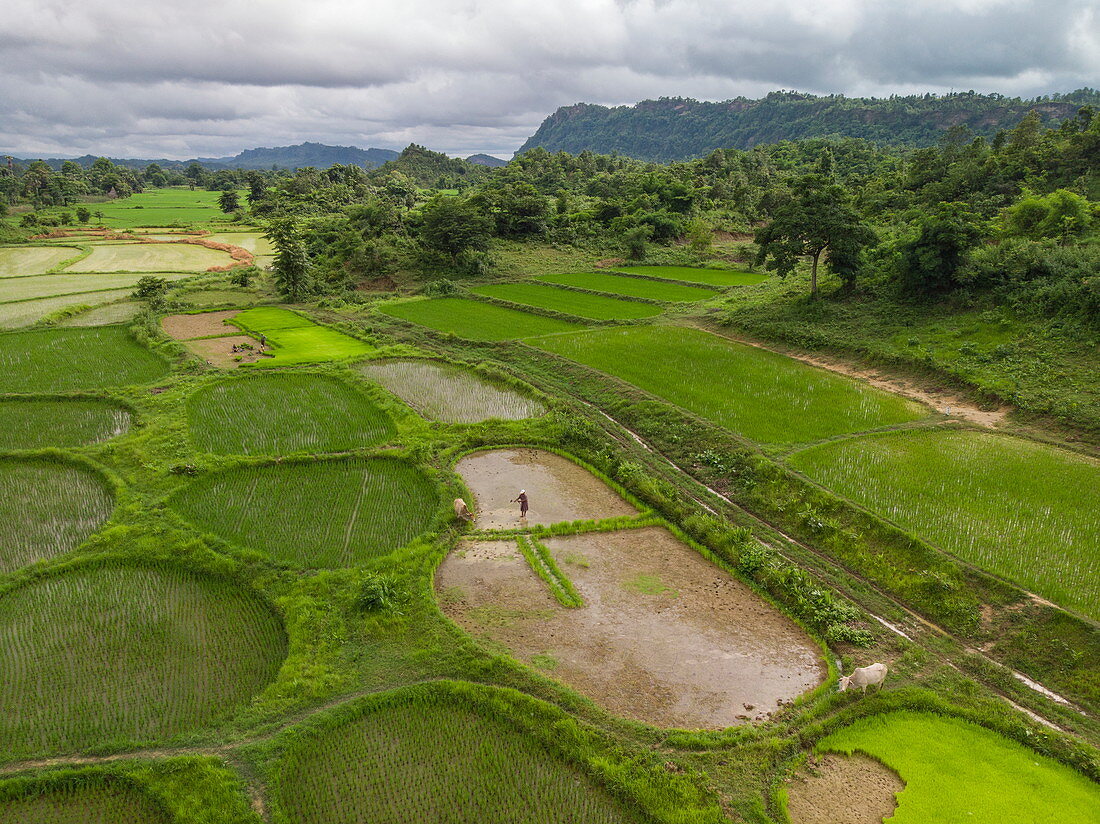 Luftaufnahme von Arbeitern, die Reispflanzen ernten, Kalewa, Region Sagaing, Myanmar, Asien