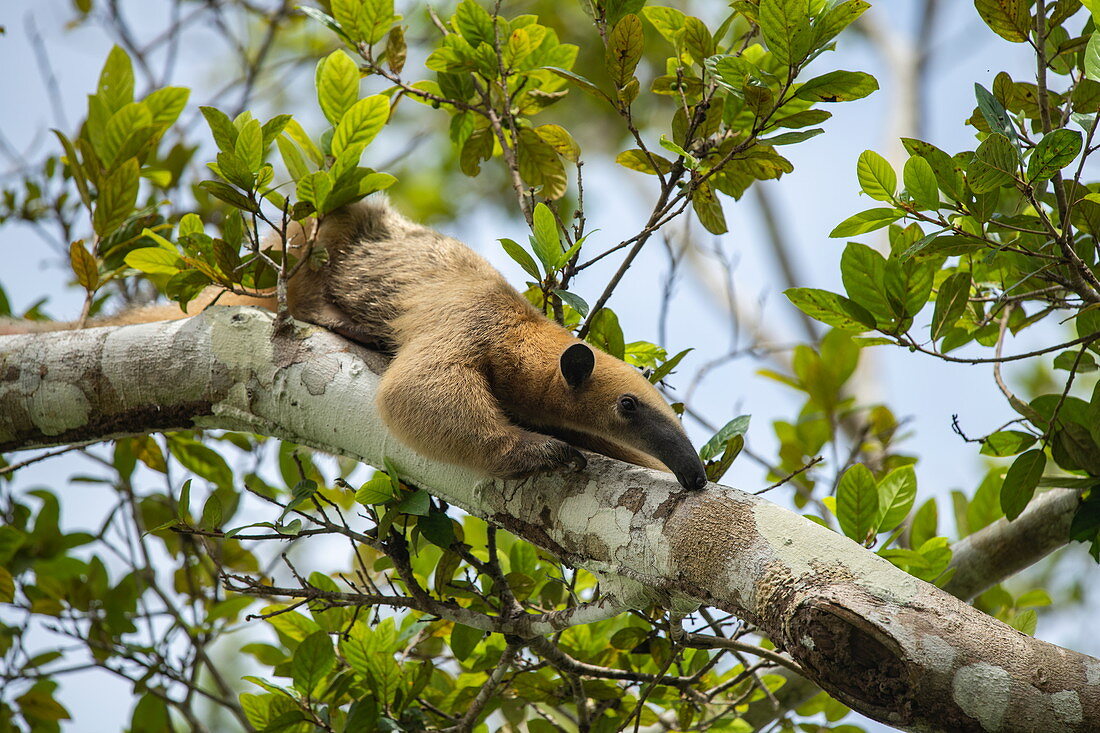 A southern tamandua (Tamandua tetradactyla) perches on the branch of a tree near the river, Panelas, Amazonas, Colombia, South America