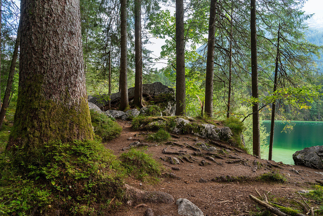 Pfad im Wald am Hintersee, Ramsau, Nationalpark Berchtesgaden, Berchtesgadener Land, Oberbayern, Bayern, Deutschland, Europa