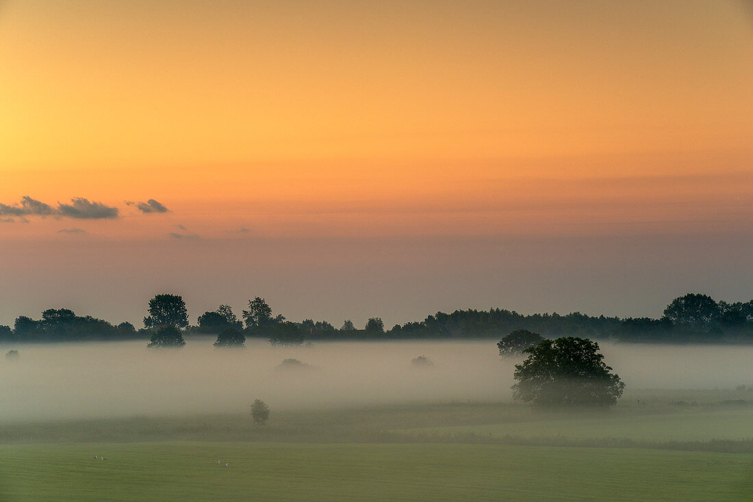 Viehweide im Nebel bei Sonnenaufgang, Sande, Friesland, Niedersachsen, Deutschland, Europa
