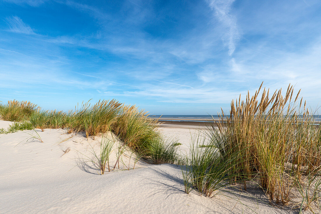 Sanddünen und Strandhafer, Wangerooge, Ostfriesische Inseln, Landkreis Friesland, Niedersachsen, Deutschland, Europa