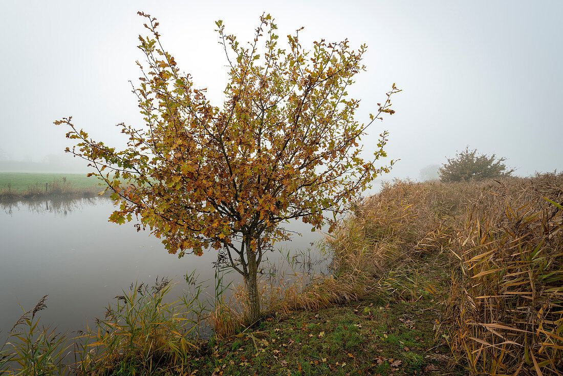 Junger Eichenbaum am Friedeburger Tief im Nebel, Altgödens, Sande, Friesland, Niedersachsen, Deutschland, Europa