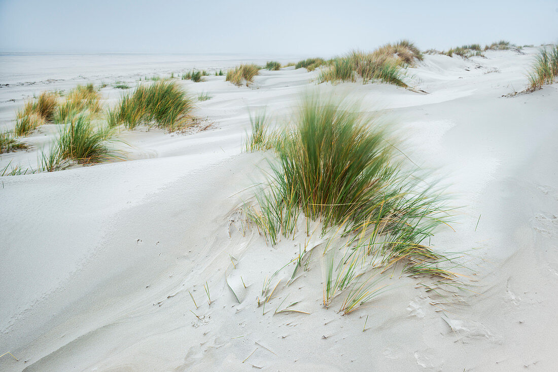 Sand dunes and dune grass in the fog, Spiekeroog, East Frisian Islands, Wittmund District, East Frisia, Lower Saxony, Germany, Europe