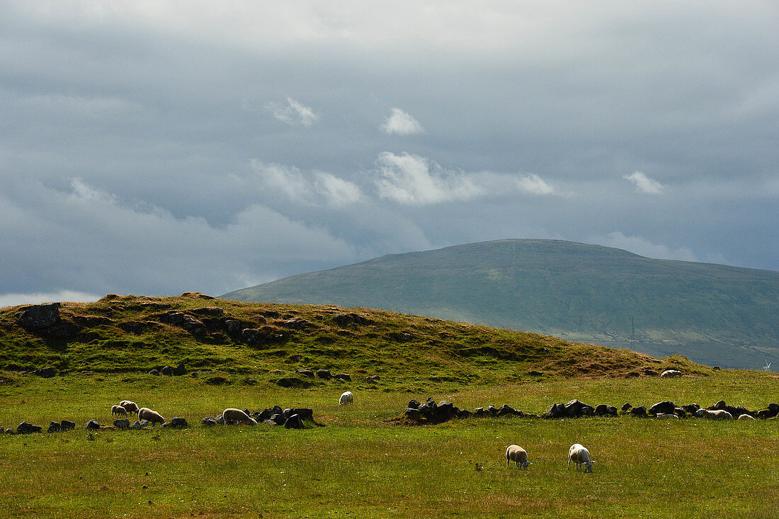 Schafe in der Hügellandschaft bei Castlerock, County Londonderry, Nordirland