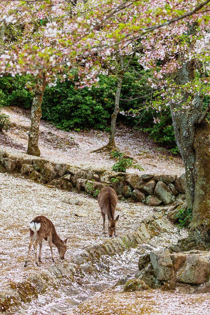 Hirsche und Kirschblüten, Miyajima Island, Präfektur Hiroshima, Honshu, Japan, Asien