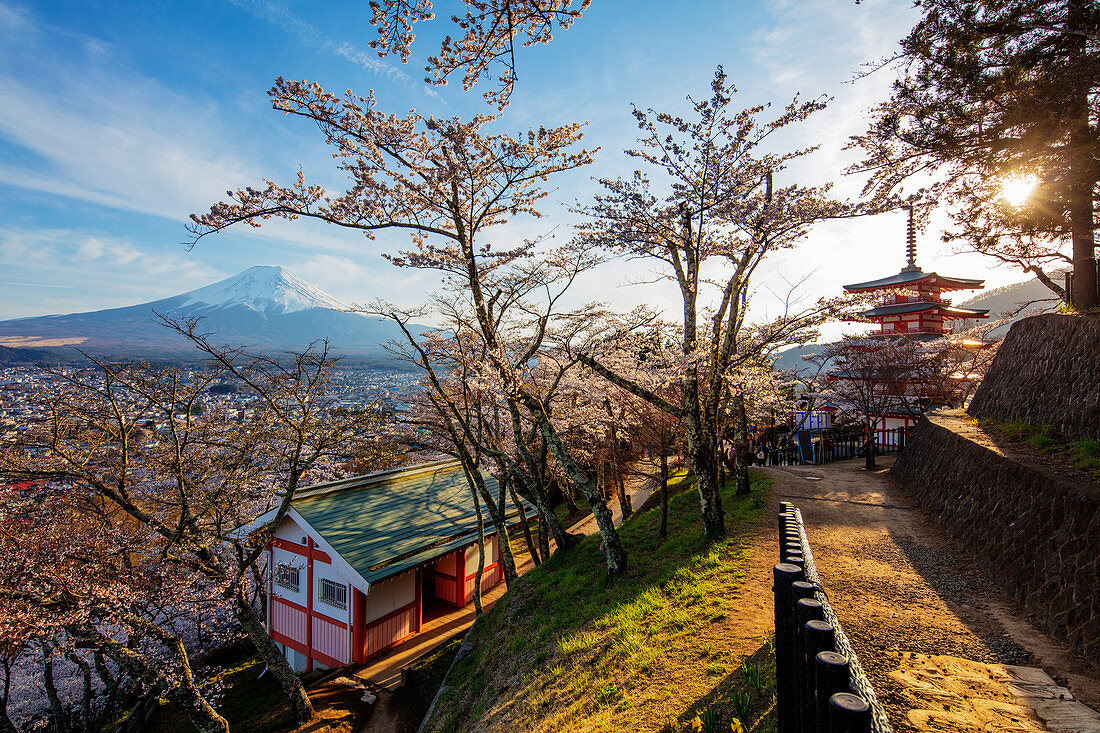 Chureito Pagoda in Arakurayama Sengen Park, Fujiyoshida, Yamanashi Prefecture, Honshu, Japan, Asia