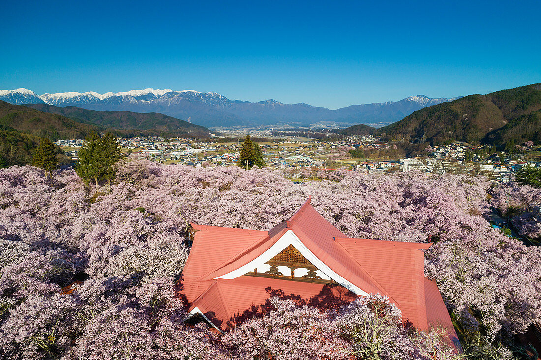 Burg Takato und Kirschblüte, Takato, Präfektur Nagano, Honshu, Japan, Asien