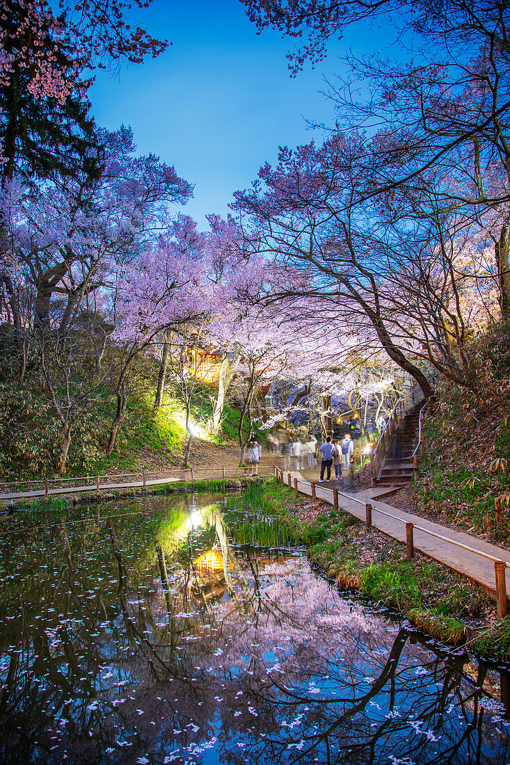 Cherry blossom at Takato castle, Takato, Nagano Prefecture, Honshu, Japan, Asia