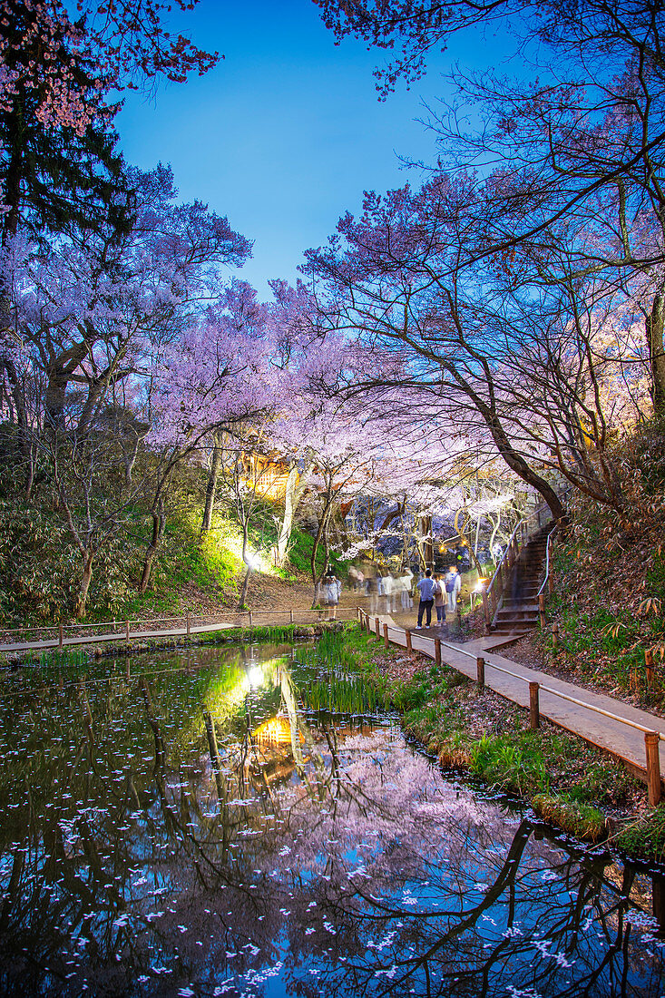 Kirschblüte bei Burg Takato, Takato, Präfektur Nagano, Honshu, Japan, Asien