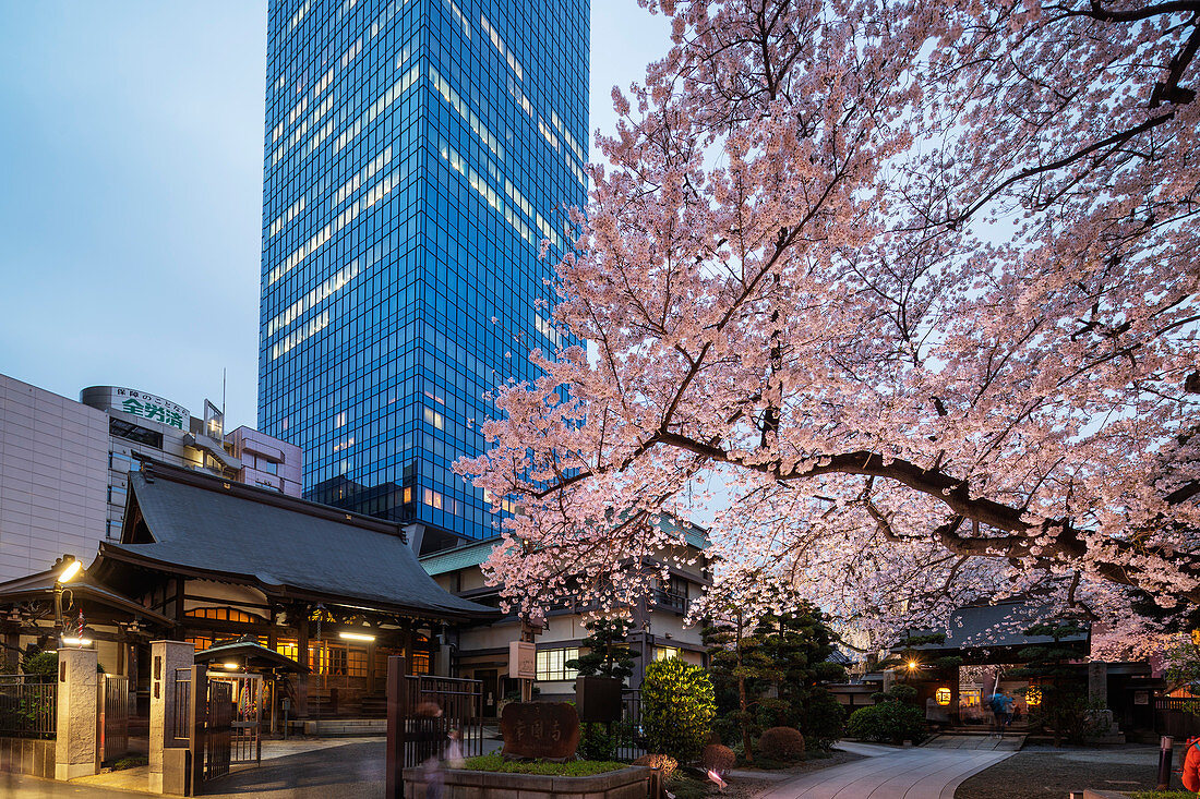 Frühlingskirschblüten, Joenji-Tempel, Shinjuku, Tokio, Japan, Asien