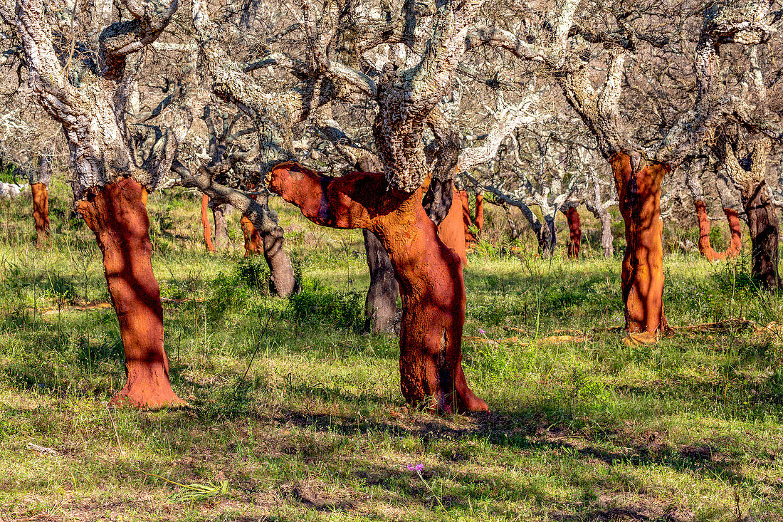 Abgestreifte Korkbäume im ländlichen Korsika, Frankreich, Mittelmeer, Europa