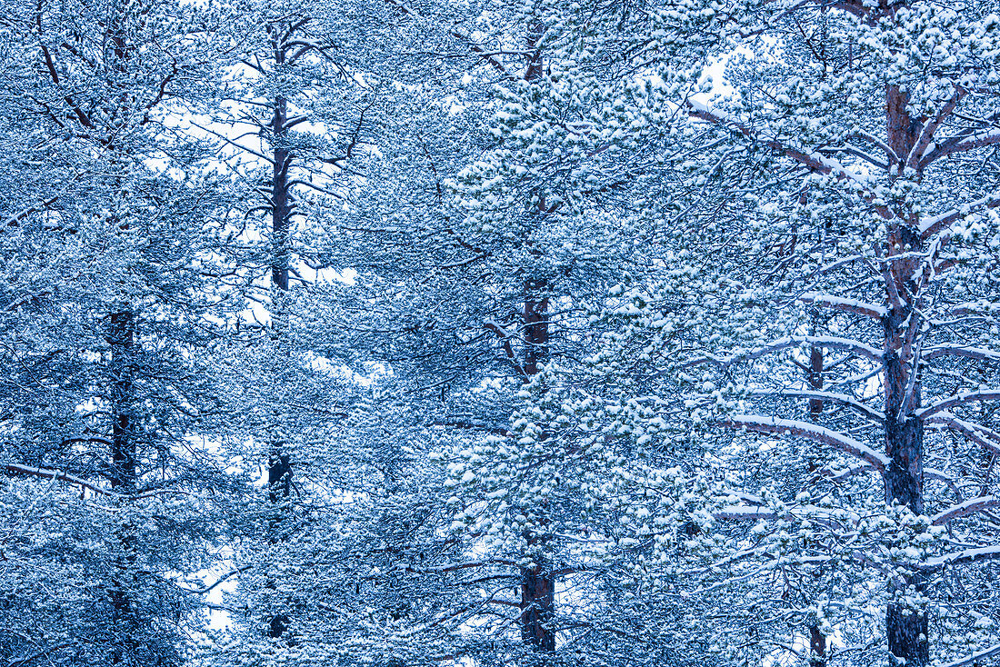 Winterwaldlandschaft, Akaslompolo, Lappland, Finnland, Europa