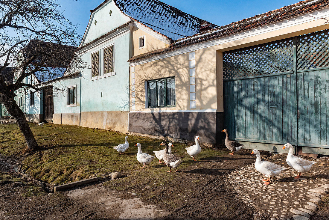 Bunte Häuser in Viscri, UNESCO-Weltkulturerbe, Siebenbürgen, Rumänien, Europa