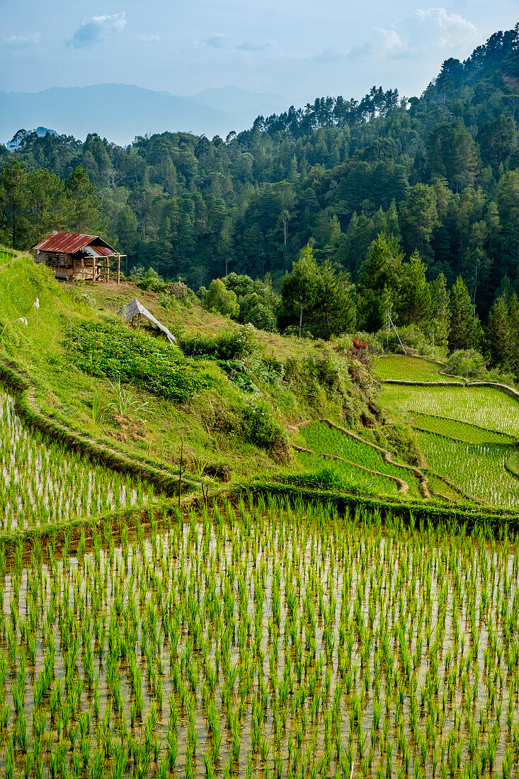 Reisfelder im Hochland, Tana Toraja, Sulawesi, Indonesien, Südostasien, Asien
