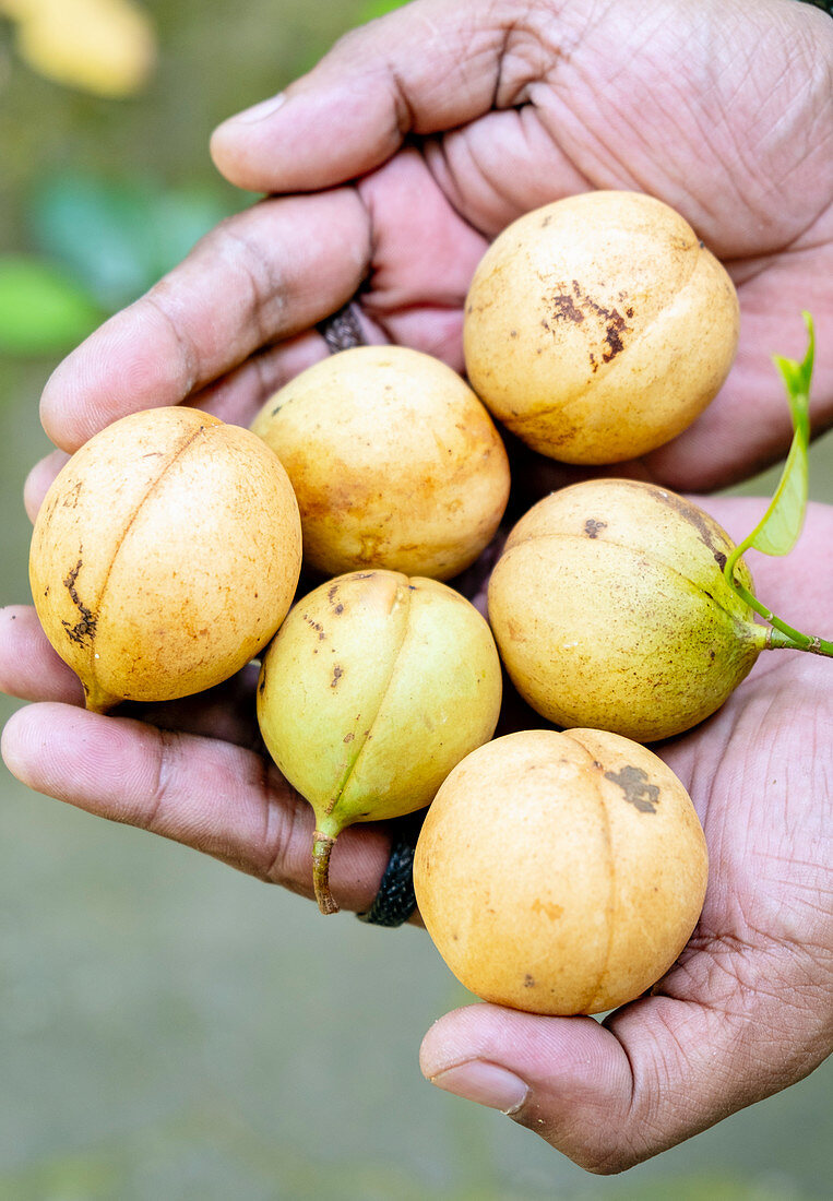 Muskatnüsse, Gewürzinseln, Molukken (Maluku), Indonesien, Südostasien, Asien