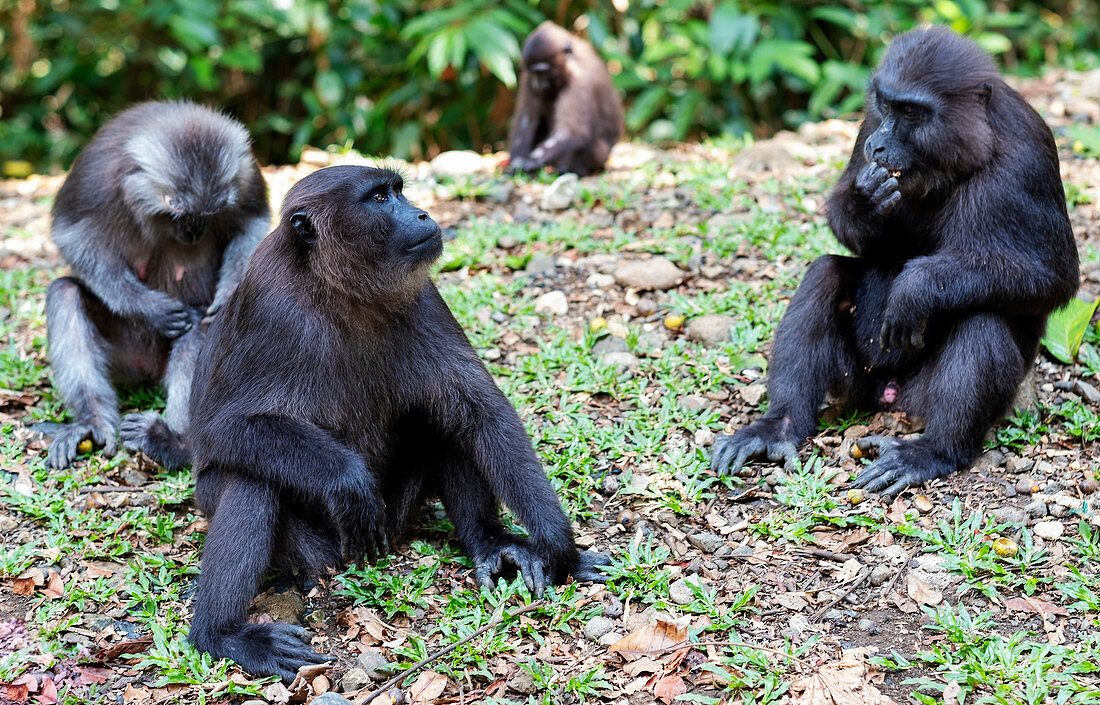 Celebes-Makakenaffen im Wald, Manusela-Nationalpark, Seram-Insel, Molukken (Maluku), Indonesien, Südostasien, Asien