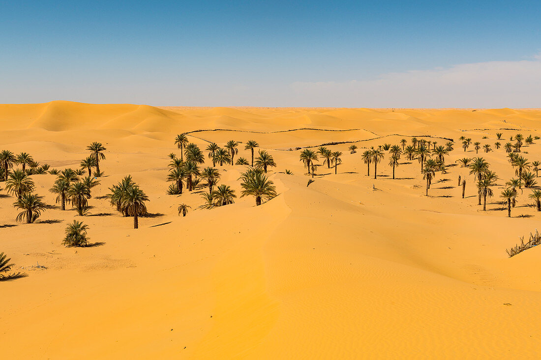 Palmenhain in den Sanddünen, nahe Timimoun, Westalgerien, Nordafrika, Afrika