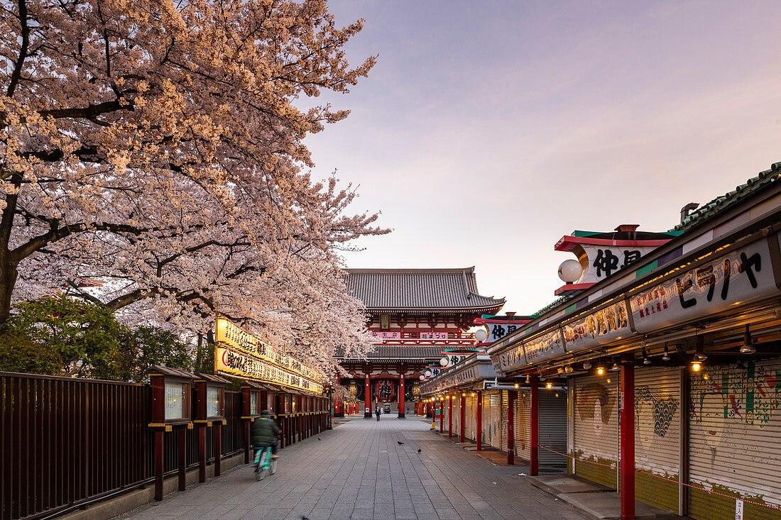 Sensoji-Tempel in der Kirschblütenzeit, Tokio, Japan, Asien