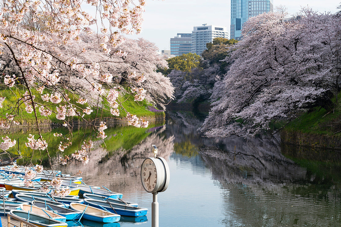 Kirschblüten am Chidorigafuchi-Wassergraben, Tokio, Japan, Asien