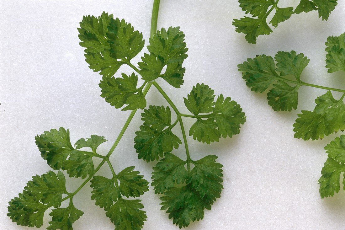 Chervil