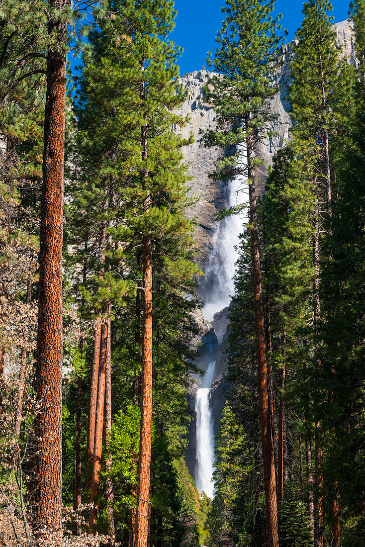 Yosemite Falls, Yosemite National Park, UNESCO-Weltkulturerbe, Kalifornien, Vereinigte Staaten von Amerika, Nordamerika