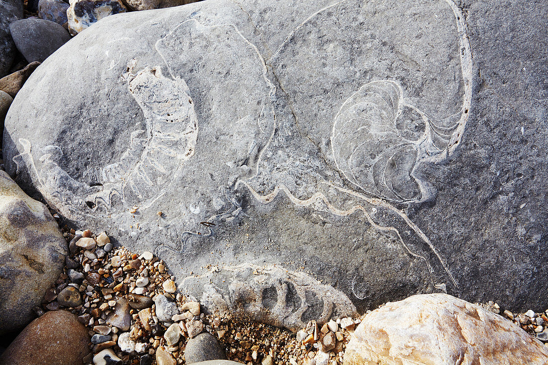 Zwei Ammoniten-Fossilien und ein Nautilus-Fossil in Felsen am Monmouth Beach, Lyme Regis, Jurassic Coast, UNESCO-Weltkulturerbe, Dorset, England, Vereinigtes Königreich, Europa