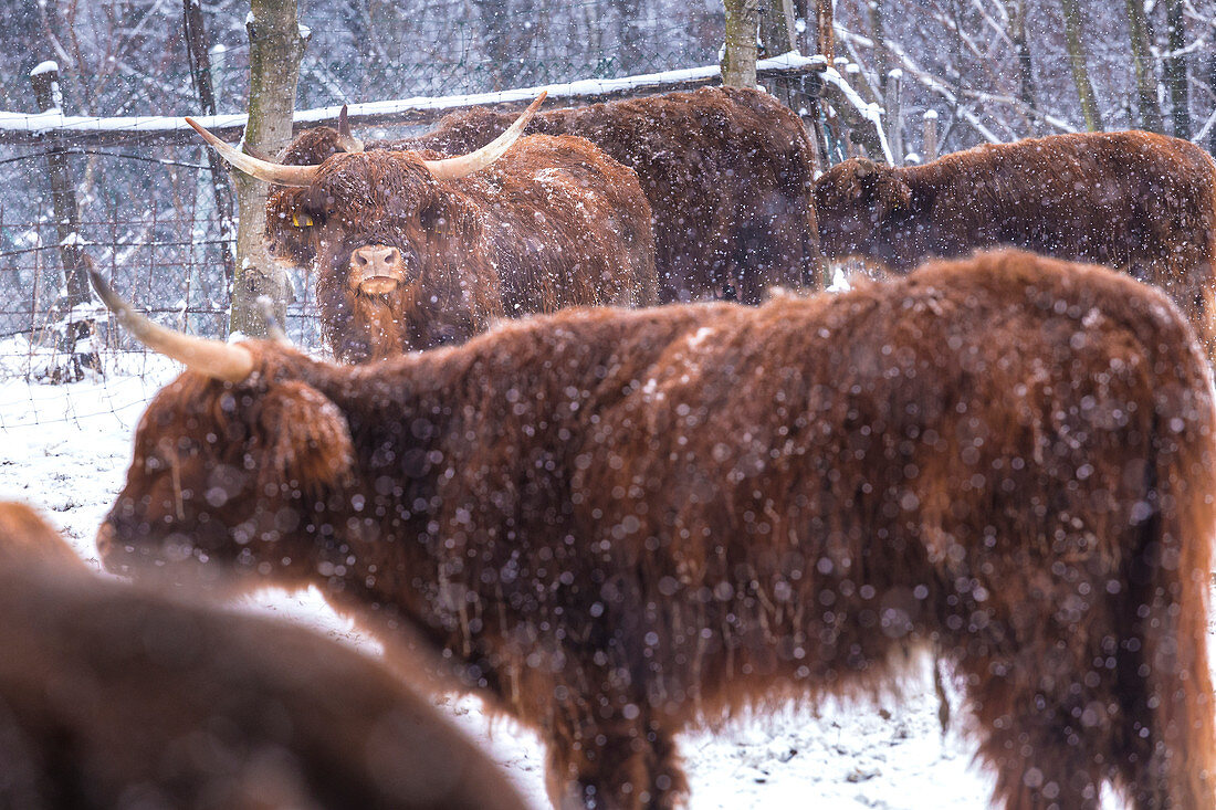 Highland cows in snow, Valtellina, Lombardy, Italy, Europe