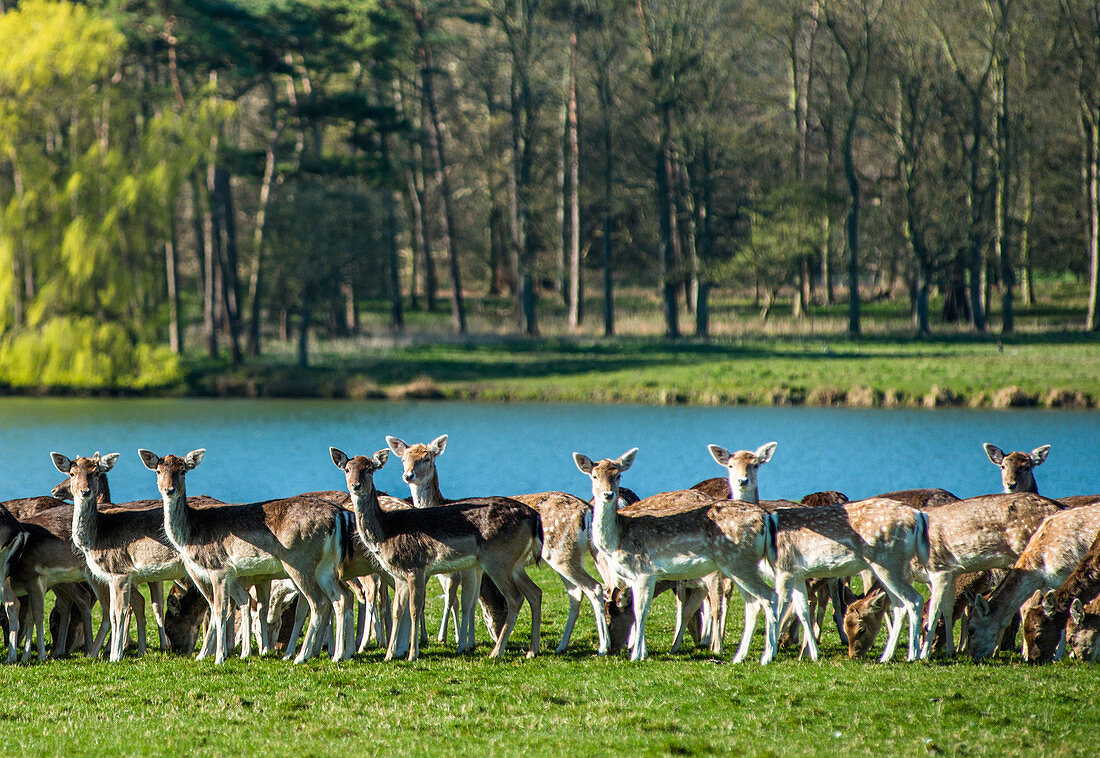 Fallow near the lake at Holkham Park, near the North Norfolk Coast, Norfolk, East Anglia, England, United Kingdom, Europe