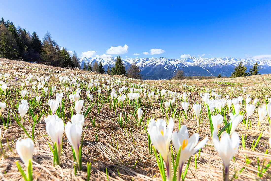 Blüte von Crocus Nivea in den Orobie-Alpen, Aprica, Orobie-Alpen, Valtellina, Lombardei, Italien, Europa