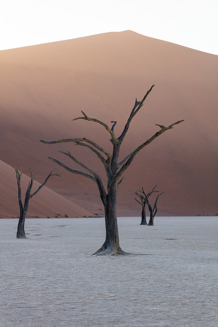 900 year old dead trees shot at Deadvlei at sunrise among the big Daddy Dune, Sossusvlei, Namibia, Africa