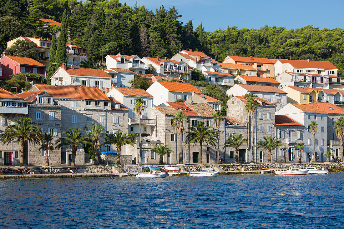 Blick über den Hafen auf die von Palmen gesäumte Uferpromenade, Stadt Korcula, Korcula, Dubrovnik-Neretva, Dalmatien, Kroatien, Europa