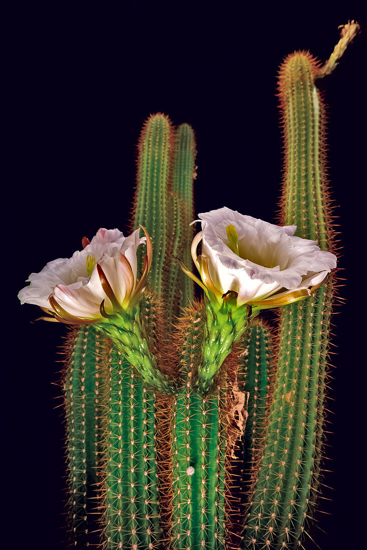 Die großen weißen Blüten der Nacht blühenden Trichocereus Spachianus Cactus (Golden Torch Cactus), Arizona, Vereinigte Staaten von Amerika, Nordamerika