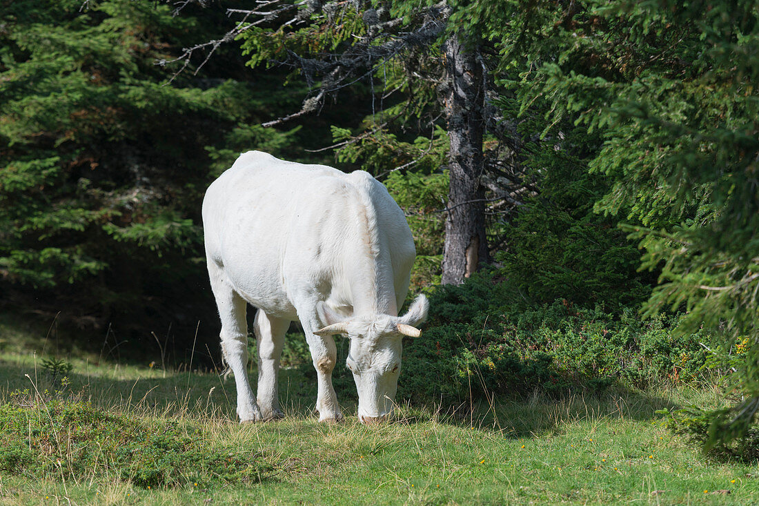 white cow, Isere, France