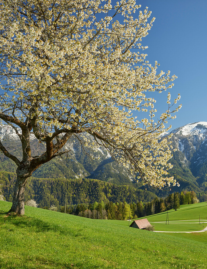 blooming cherry tree, Sengsen Mountains, Windischgarsten, Upper Austria, Austria