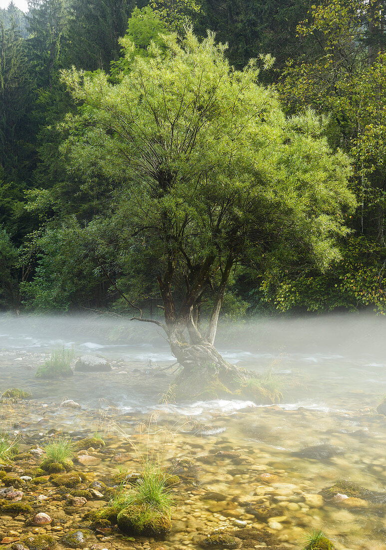 Baum im Fluss Radovna, Nebel, Slowenien, Europa
