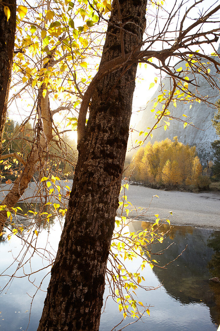 Leaves in the evening light at El Capitan in Yosemite Park. California, United States.