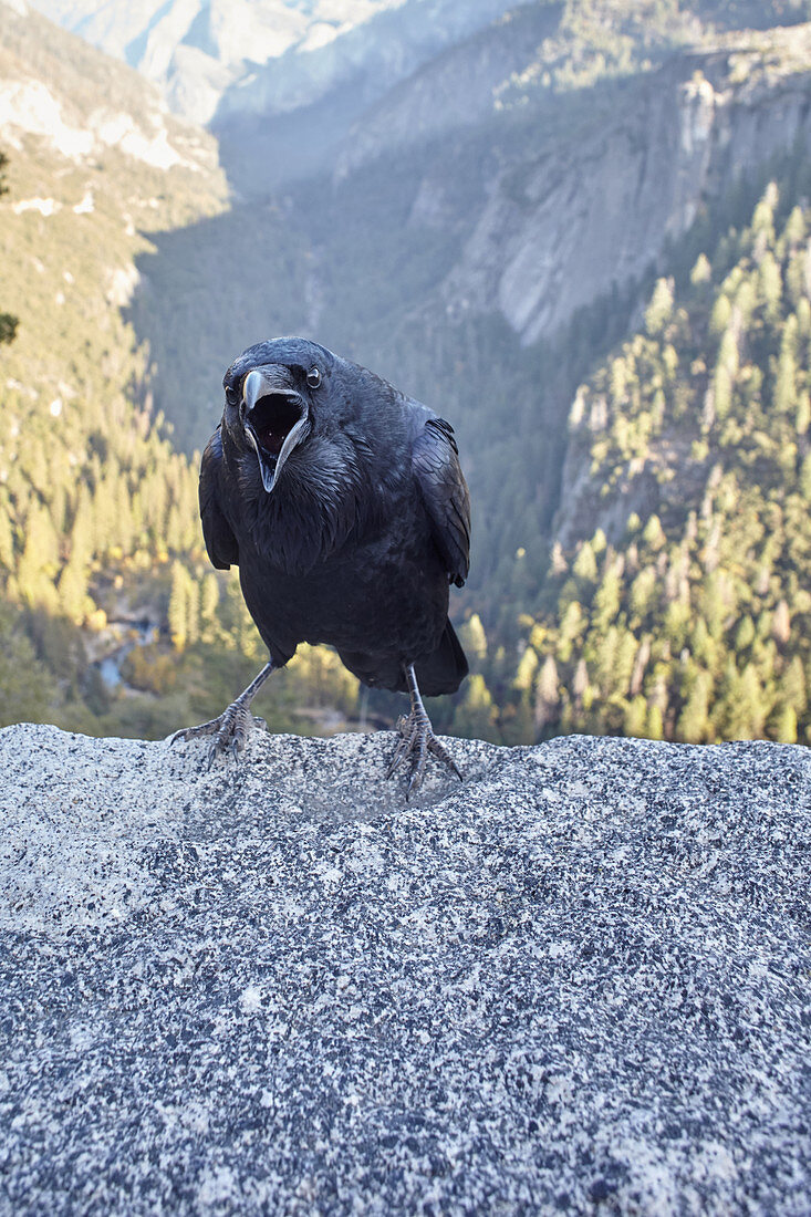 Krähe vor einer Schlucht im Yosemite Park, Kalifornien, USA